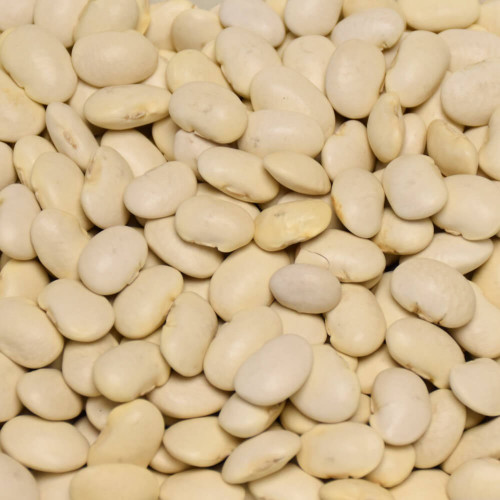 Fazole velká bílá