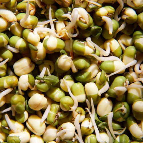 Fazuľa mungo naklíčená